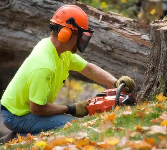 tree services Xenia